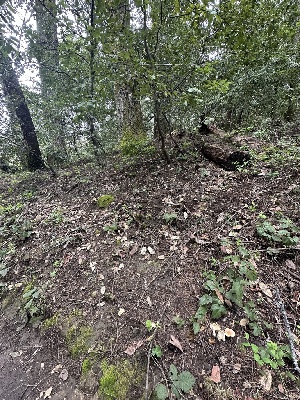  ( - FDS-CA-00111)  @11 [ ] by-nc (2024) Taye Bright Fungal Diversity Survey