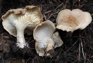  ( - FDS-CA-00111)  @11 [ ] by-nc (2024) Taye Bright Fungal Diversity Survey