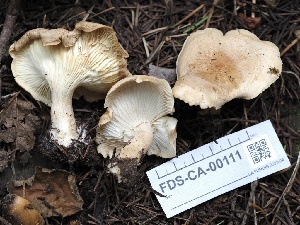 ( - FDS-CA-00111)  @11 [ ] by-nc (2024) Taye Bright Fungal Diversity Survey