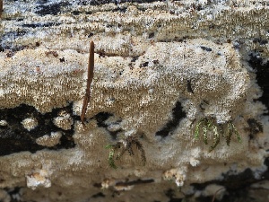  ( - FDS-CA-00115)  @11 [ ] by-nc (2024) Taye Bright Fungal Diversity Survey