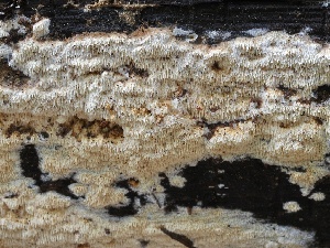 ( - FDS-CA-00115)  @11 [ ] by-nc (2024) Taye Bright Fungal Diversity Survey