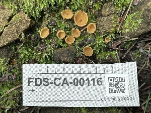  ( - FDS-CA-00116)  @11 [ ] by-nc (2024) Taye Bright Fungal Diversity Survey