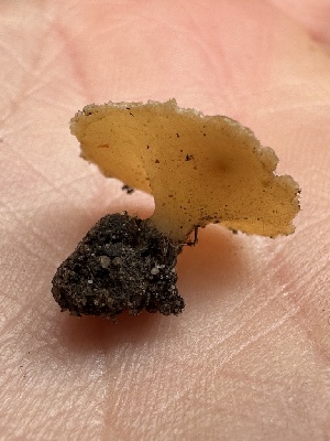  ( - FDS-CA-00116)  @11 [ ] by-nc (2024) Taye Bright Fungal Diversity Survey