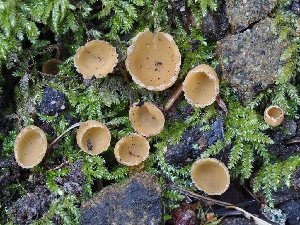  ( - FDS-CA-00116)  @11 [ ] by-nc (2024) Taye Bright Fungal Diversity Survey