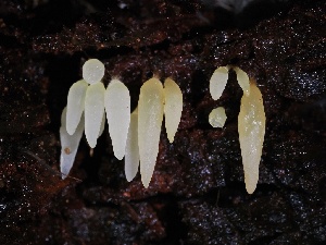 (Mucronella sp. CA01 - FDS-CA-00117)  @11 [ ] by-nc (2024) Taye Bright Fungal Diversity Survey