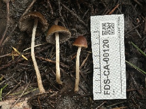  ( - FDS-CA-00120)  @11 [ ] by-nc (2024) Taye Bright Fungal Diversity Survey