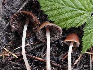  ( - FDS-CA-00120)  @11 [ ] by-nc (2024) Taye Bright Fungal Diversity Survey