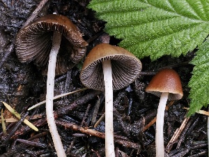  ( - FDS-CA-00120)  @11 [ ] by-nc (2024) Taye Bright Fungal Diversity Survey