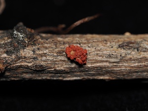  ( - FDS-CA-00123)  @11 [ ] by-nc (2024) Taye Bright Fungal Diversity Survey