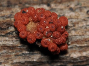  ( - FDS-CA-00123)  @11 [ ] by-nc (2024) Taye Bright Fungal Diversity Survey
