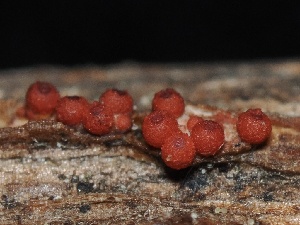  ( - FDS-CA-00123)  @11 [ ] by-nc (2024) Taye Bright Fungal Diversity Survey