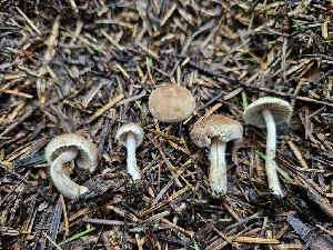 ( - FDS-CA-02243)  @11 [ ] by (2024) Mandy Hackney Fungal Diversity Survey
