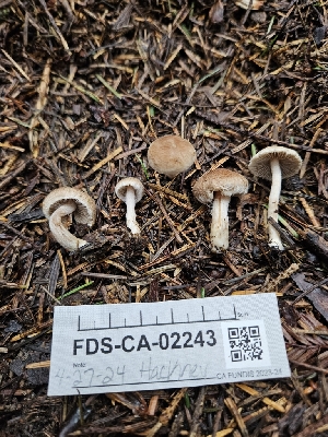  ( - FDS-CA-02243)  @11 [ ] by (2024) Mandy Hackney Fungal Diversity Survey