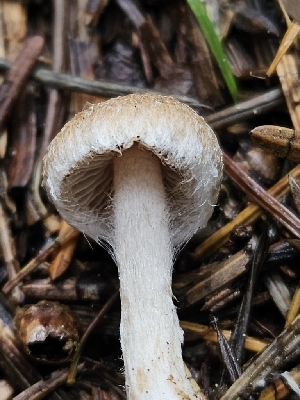  ( - FDS-CA-02243)  @11 [ ] by (2024) Mandy Hackney Fungal Diversity Survey