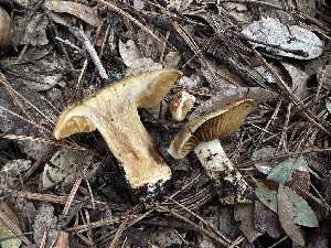  ( - FDS-CA-01653)  @11 [ ] c (2024) Rudy Diaz Fungal Diversity Survey