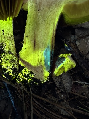  ( - FDS-CA-01653)  @11 [ ] c (2024) Rudy Diaz Fungal Diversity Survey