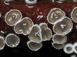  ( - FDS-CA-00125)  @11 [ ] by-nc (2024) Taye Bright Fungal Diversity Survey