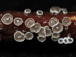  ( - FDS-CA-00125)  @11 [ ] by-nc (2024) Taye Bright Fungal Diversity Survey