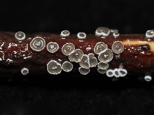  ( - FDS-CA-00125)  @11 [ ] by-nc (2024) Taye Bright Fungal Diversity Survey