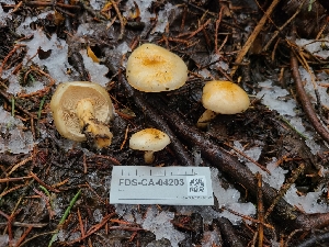  ( - FDS-CA-04203)  @11 [ ] by-nc (2024) Fresno Mycology Society Fungal Diversity Survey