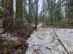  ( - FDS-CA-04203)  @11 [ ] by-nc (2024) Fresno Mycology Society Fungal Diversity Survey