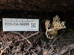  ( - FDS-CA-04205)  @11 [ ] by-nc (2024) Fresno Mycology Society Fungal Diversity Survey