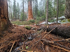  ( - FDS-CA-04205)  @11 [ ] by-nc (2024) Fresno Mycology Society Fungal Diversity Survey