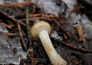  ( - FDS-CA-04203)  @11 [ ] by-nc (2024) Fresno Mycology Society Fungal Diversity Survey