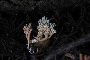 ( - FDS-CA-04205)  @11 [ ] by-nc (2024) Fresno Mycology Society Fungal Diversity Survey