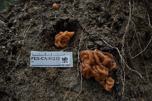 ( - FDS-CA-04210)  @11 [ ] by-nc (2024) Fresno Mycology Society Fungal Diversity Survey