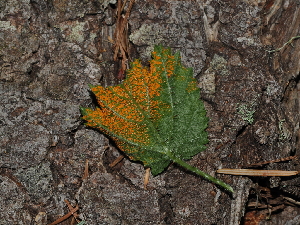  ( - FDS-CA-03393)  @11 [ ] by (2024) Justin Paulin Fungal Diversity Survey