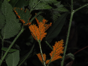  ( - FDS-CA-03393)  @11 [ ] by (2024) Justin Paulin Fungal Diversity Survey