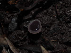  ( - FDS-CA-03384)  @11 [ ] by (2024) Justin Paulin Fungal Diversity Survey