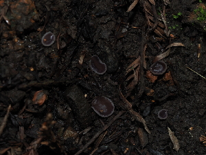  (Malvipezia - FDS-CA-03384)  @11 [ ] by (2024) Justin Paulin Fungal Diversity Survey