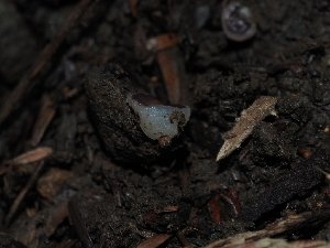  ( - FDS-CA-03384)  @11 [ ] by (2024) Justin Paulin Fungal Diversity Survey
