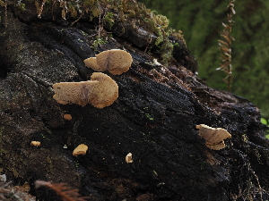  ( - FDS-CA-03383)  @11 [ ] by (2024) Justin Paulin Fungal Diversity Survey