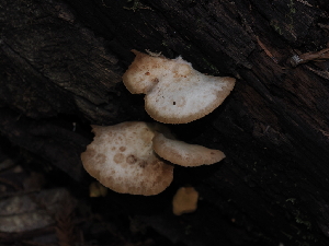  ( - FDS-CA-03383)  @11 [ ] by (2024) Justin Paulin Fungal Diversity Survey