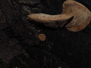  ( - FDS-CA-03383)  @11 [ ] by (2024) Justin Paulin Fungal Diversity Survey