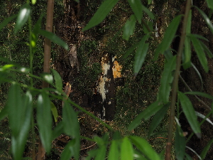  ( - FDS-CA-03382)  @11 [ ] by (2024) Justin Paulin Fungal Diversity Survey