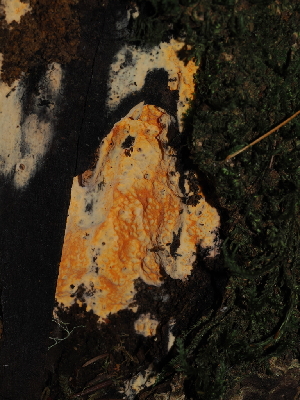  ( - FDS-CA-03382)  @11 [ ] by (2024) Justin Paulin Fungal Diversity Survey