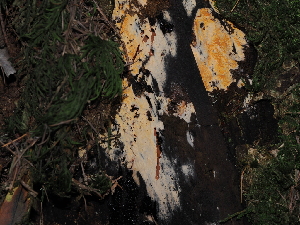  ( - FDS-CA-03382)  @11 [ ] by (2024) Justin Paulin Fungal Diversity Survey