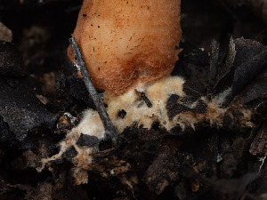 ( - FDS-CA-03681)  @11 [ ] by-nc (2024) Stu Pickell Fungal Diversity Survey