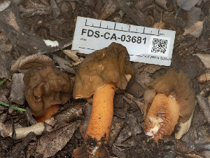  (Verpa sp. CA02 - FDS-CA-03681)  @11 [ ] by-nc (2024) Stu Pickell Fungal Diversity Survey