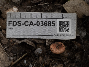  ( - FDS-CA-03685)  @11 [ ] by-nc (2024) Stu Pickell Fungal Diversity Survey