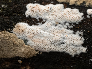  ( - FDS-CA-03717)  @11 [ ] by-nc (2024) Stu Pickell Fungal Diversity Survey