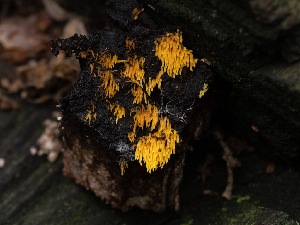 ( - FDS-CA-03719)  @11 [ ] by-nc (2024) Stu Pickell Fungal Diversity Survey