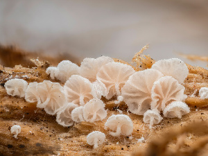  (Entoloma sp. NY08 - HAY-F-004425)  @11 [ ] by-nc (2023) Stu Pickell Fungal Diversity Survey