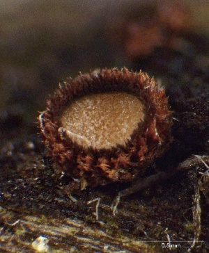  (Perrotia sp. CA01 - FDS-CA-01668)  @11 [ ] c (2024) Rudy Diaz Fungal Diversity Survey
