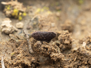  (Smardaea sp. CA01 - FDS-CA-03739)  @11 [ ] by-nc (2024) Stu Pickell Fungal Diversity Survey