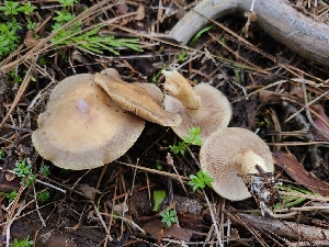  ( - FDS-CA-04211)  @11 [ ] by-nc (2024) Fresno Mycology Society Fungal Diversity Survey